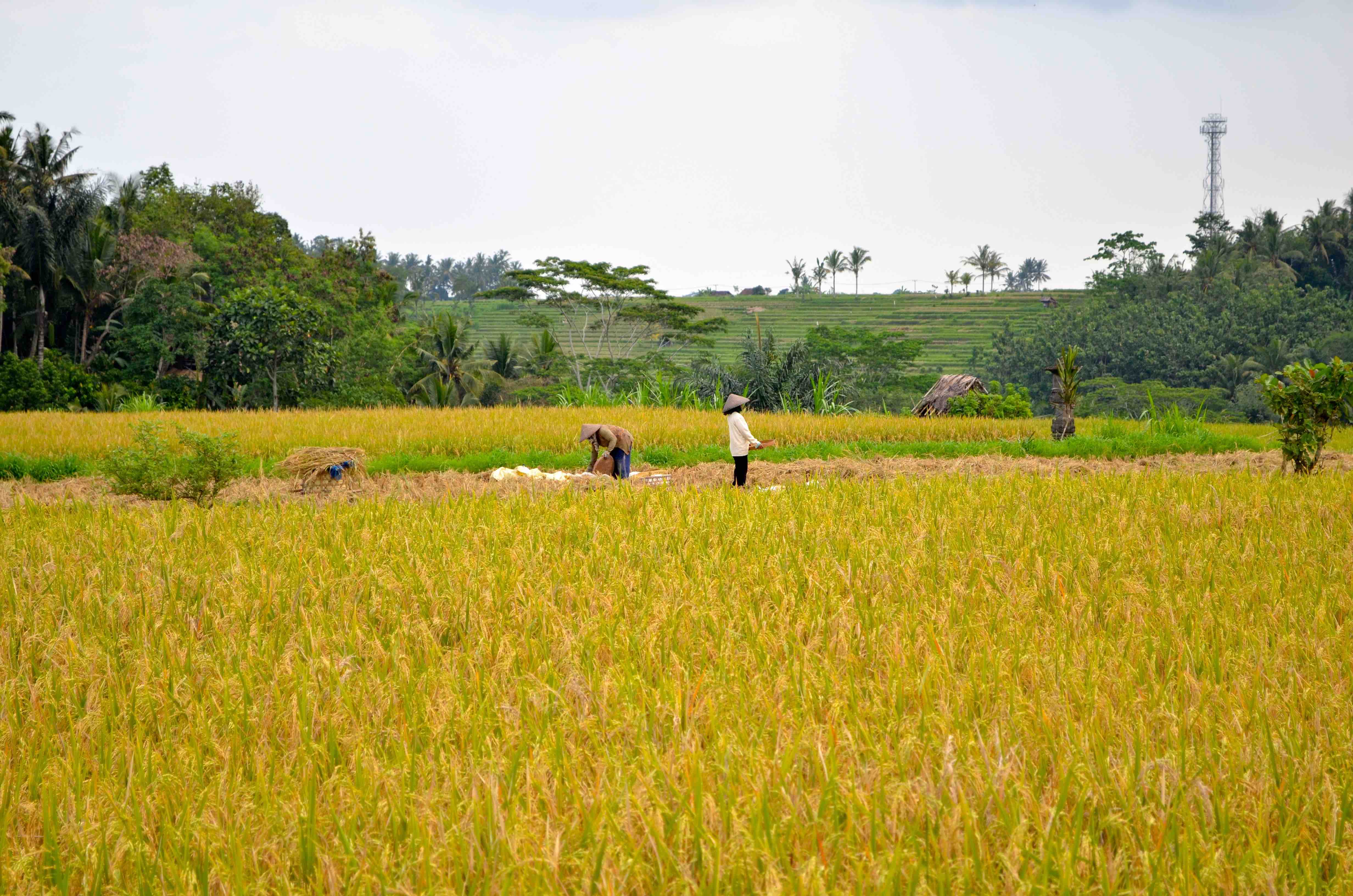 "Image
              description here"