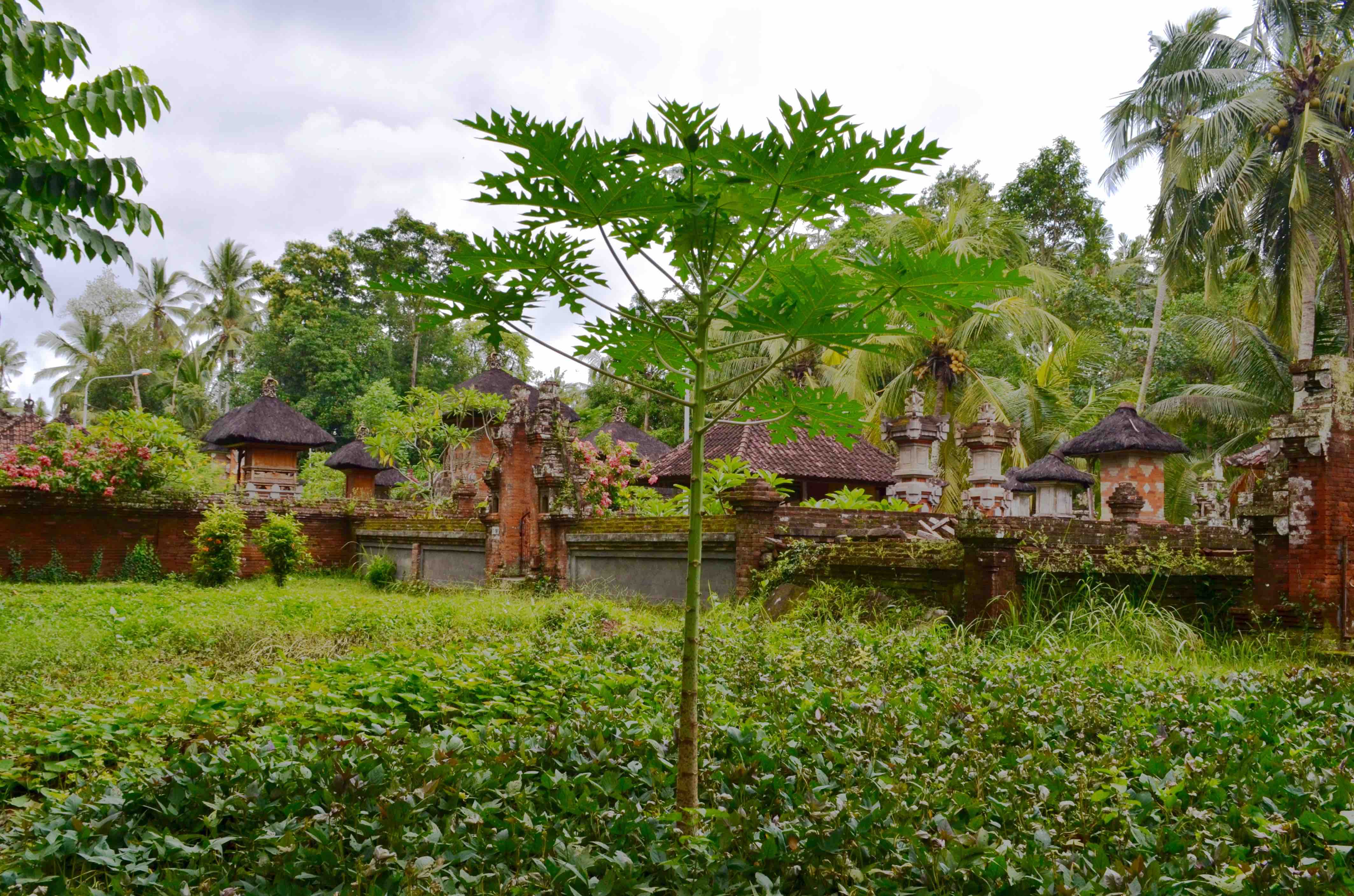 "Image description
              here"