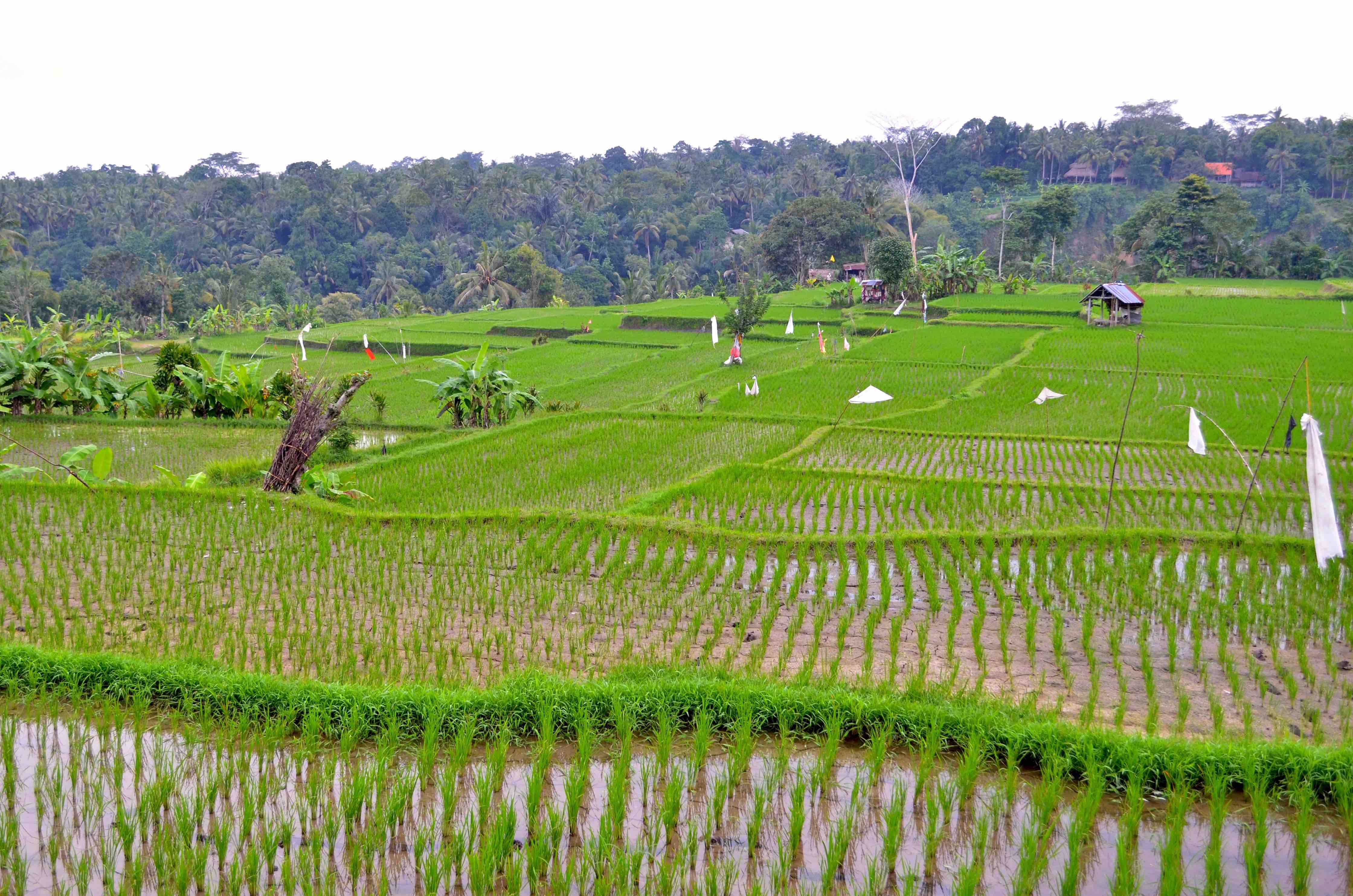 "Image description
              here"